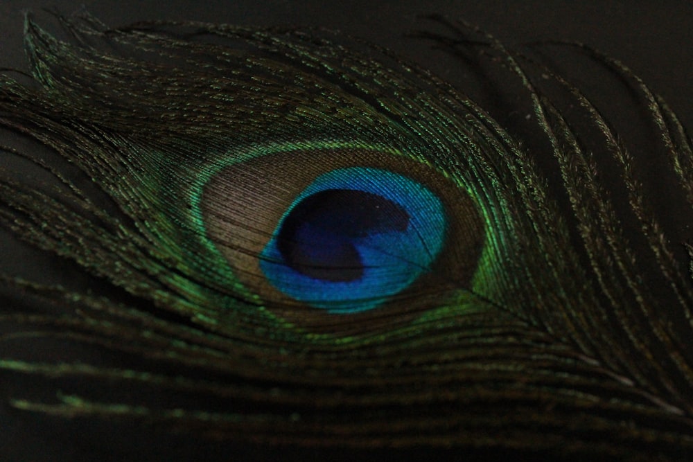 green and blue peacock feather