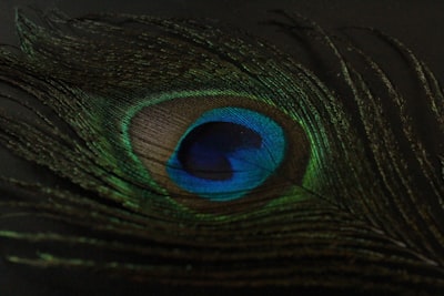 green and blue peacock feather luck zoom background