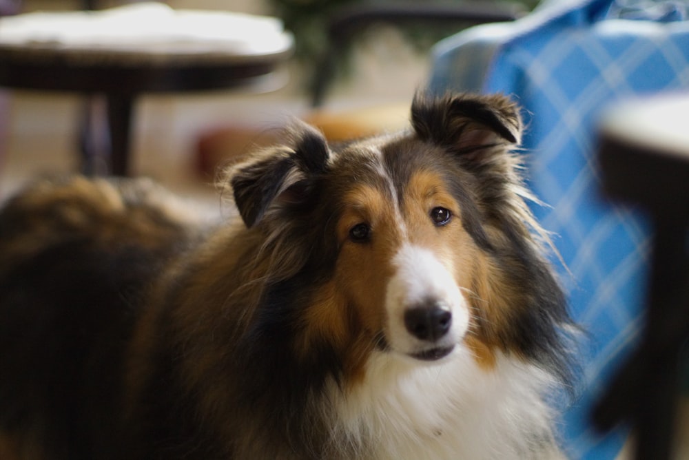 adult tricolor rough collie closeup photography