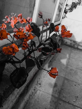 A vibrant orange flower stands out against a monochrome background of leaves and a concrete path. The selective color technique emphasizes the blossoms, making them appear striking and vivid.