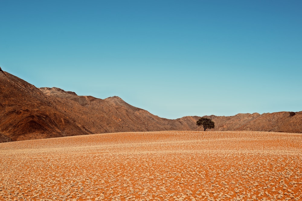 Árvore verde no deserto sob céus claros