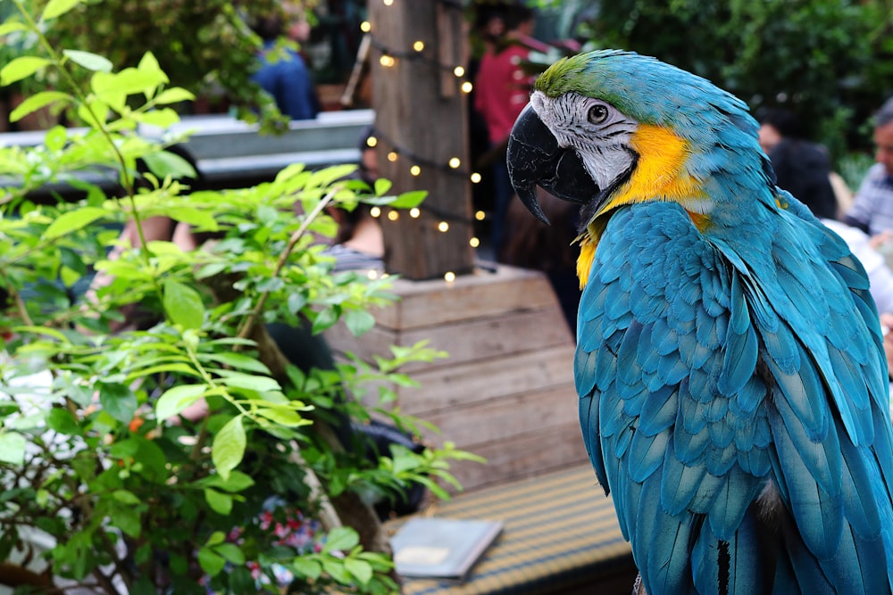 blue-and-yellow macaw