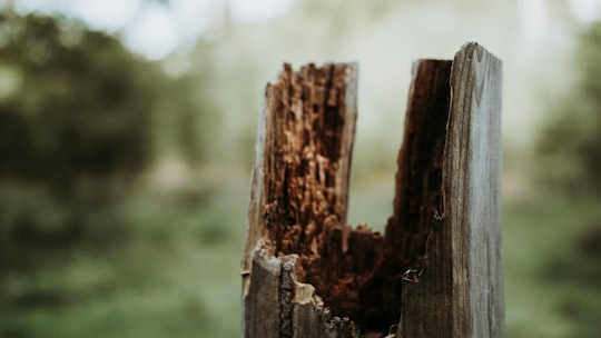 brown wood in Pontevedra Spain