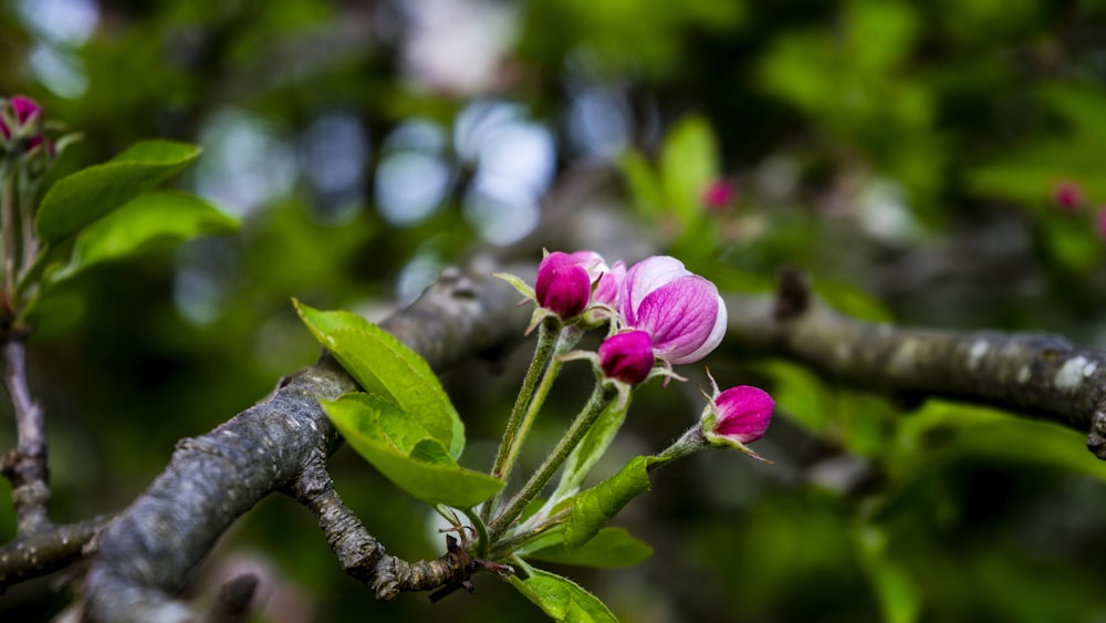 pink petaled flower