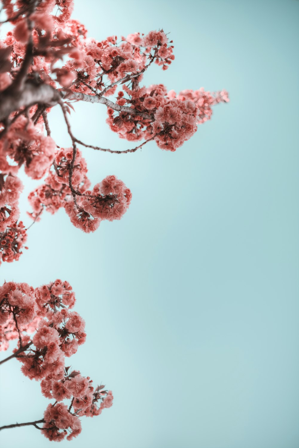 selective photograph of branches with flower