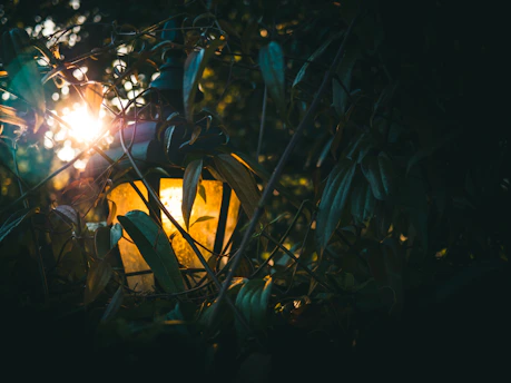 Soft glowing lantern lighting a peaceful forest path at dusk.