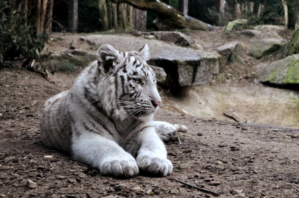 white tiger on brown ground