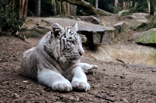 white tiger on brown ground in Metz France