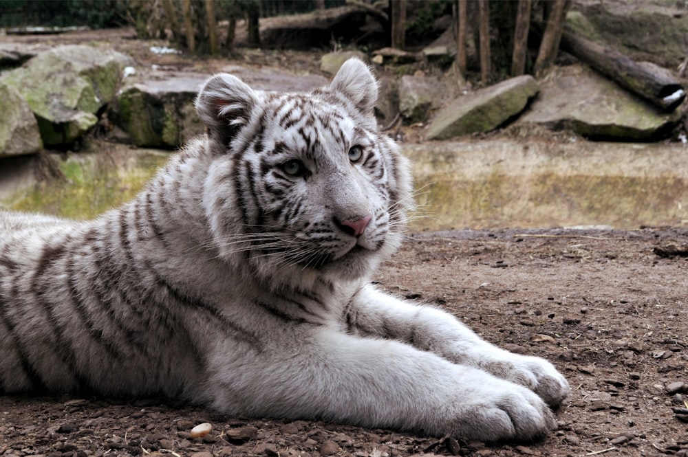 white and black tiger near body of water