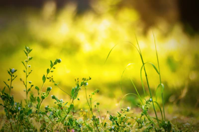 مكونات طبيعية مختارة بعناية موزعة بشكل فني على خلفية خضراء.