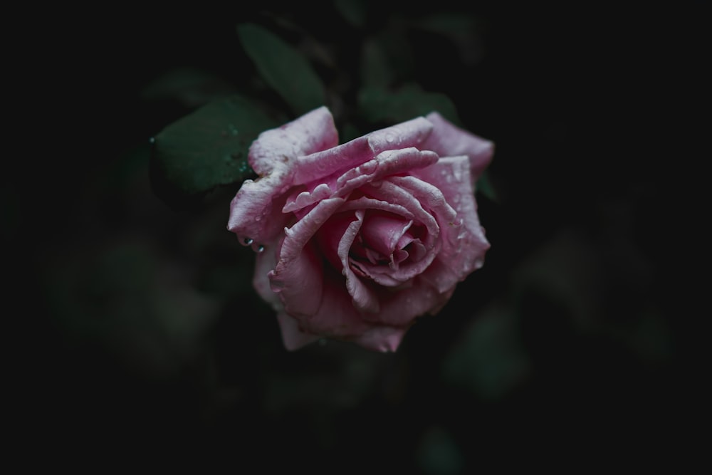 closeup photo of pink rose on bloom