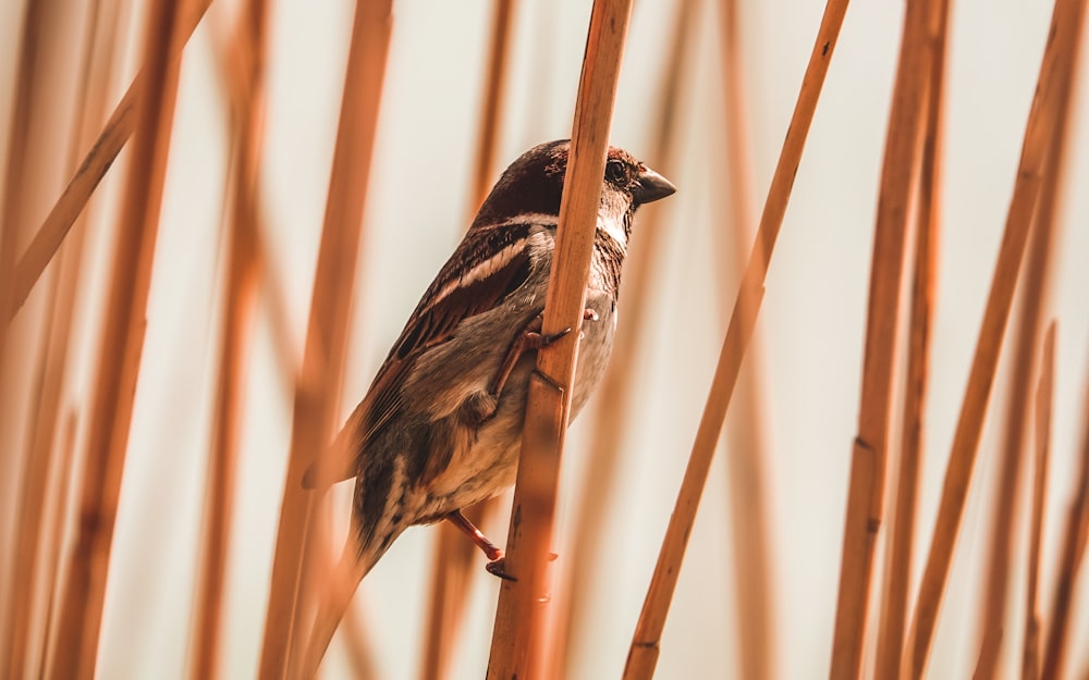 Selektive Fokusfotografie eines Vogels, der auf einem Ast sitzt