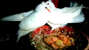 Two adult white pigeons are perched beside a nest filled with several featherless, yellowish squabs. The nest appears to be made of a reddish-brown material and is situated in a dark setting.