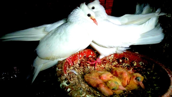 Two adult white pigeons are perched beside a nest filled with several featherless, yellowish squabs. The nest appears to be made of a reddish-brown material and is situated in a dark setting.