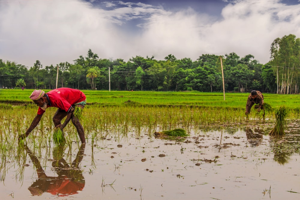 two person planting rice on field during daytime