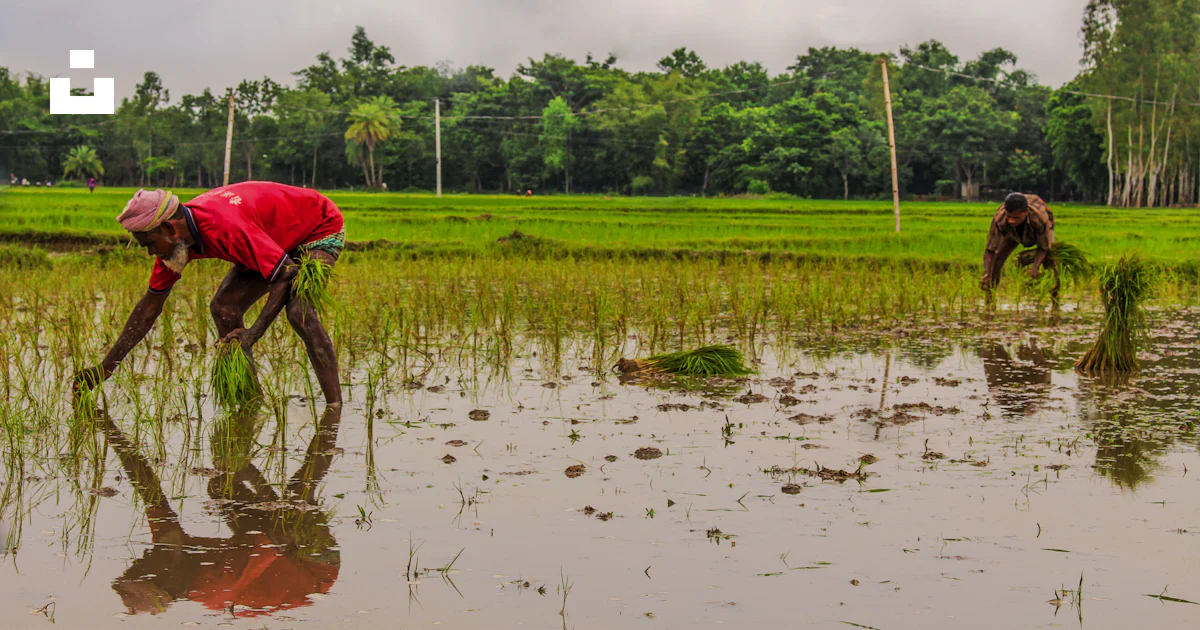 Two person planting rice on field during daytime photo – Free Forest ...
