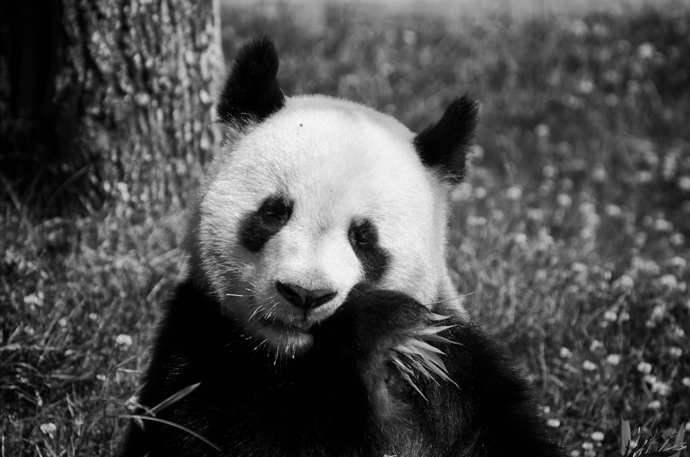 나무 근처에서 풀을 먹는 팬더 곰
