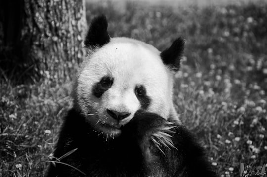 panda bear eating grass near tree in ZooParc de Beauval France