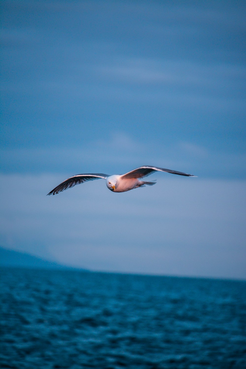 white and black bird flying above body of water