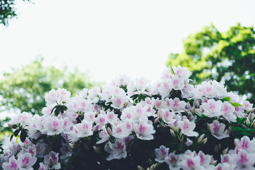 pink-and-white petaled flowers