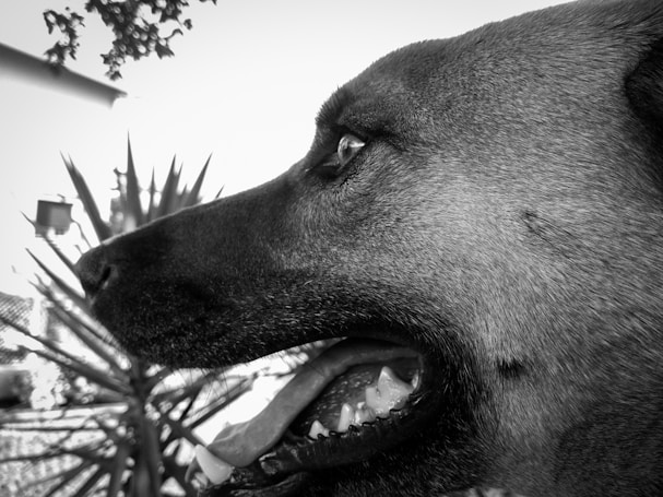 A close-up, side profile of a dog looking attentive and focused. The background features blurred foliage and outdoor elements, enhancing the clarity and detail of the dog's expression.