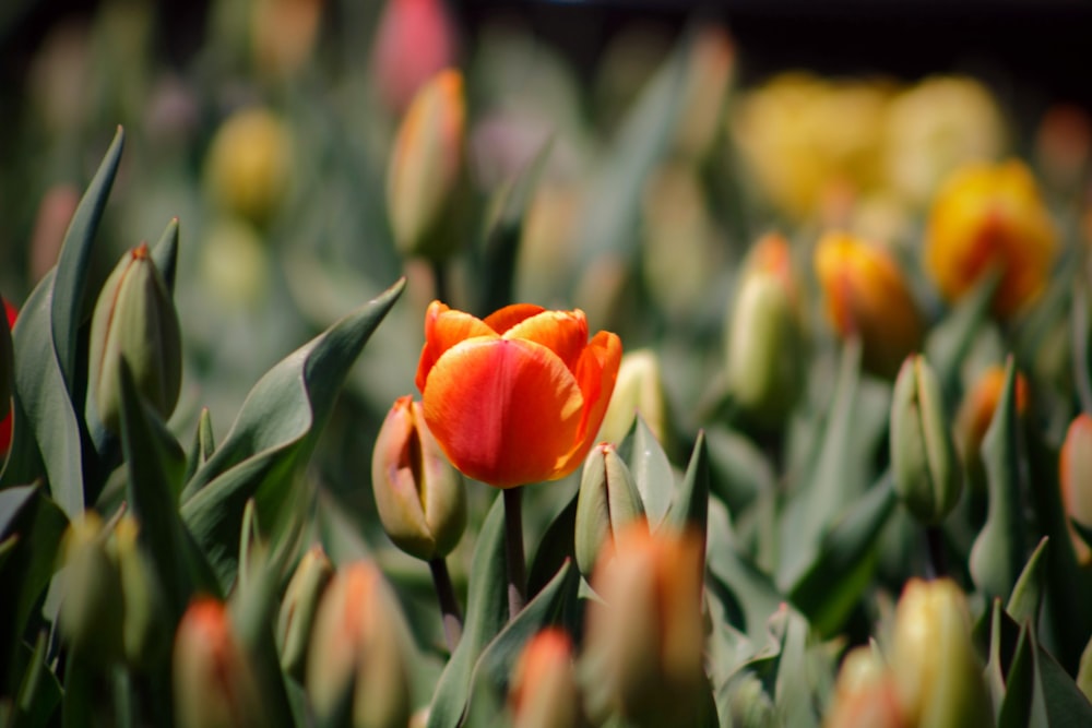 orange-petaled flowers