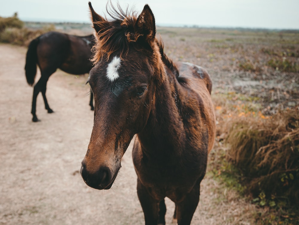Cavalo marrom no campo de grama verde durante o dia