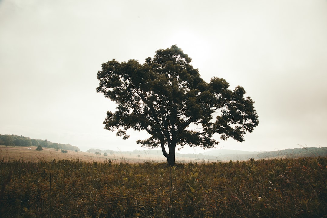 green tree on brown grass field under white sky during daytime