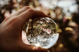 person holding ball focus on tree