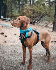 adult brown Labrador retriever