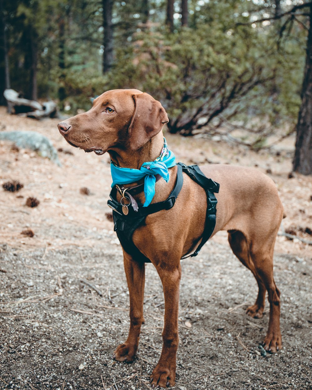 adult brown Labrador retriever