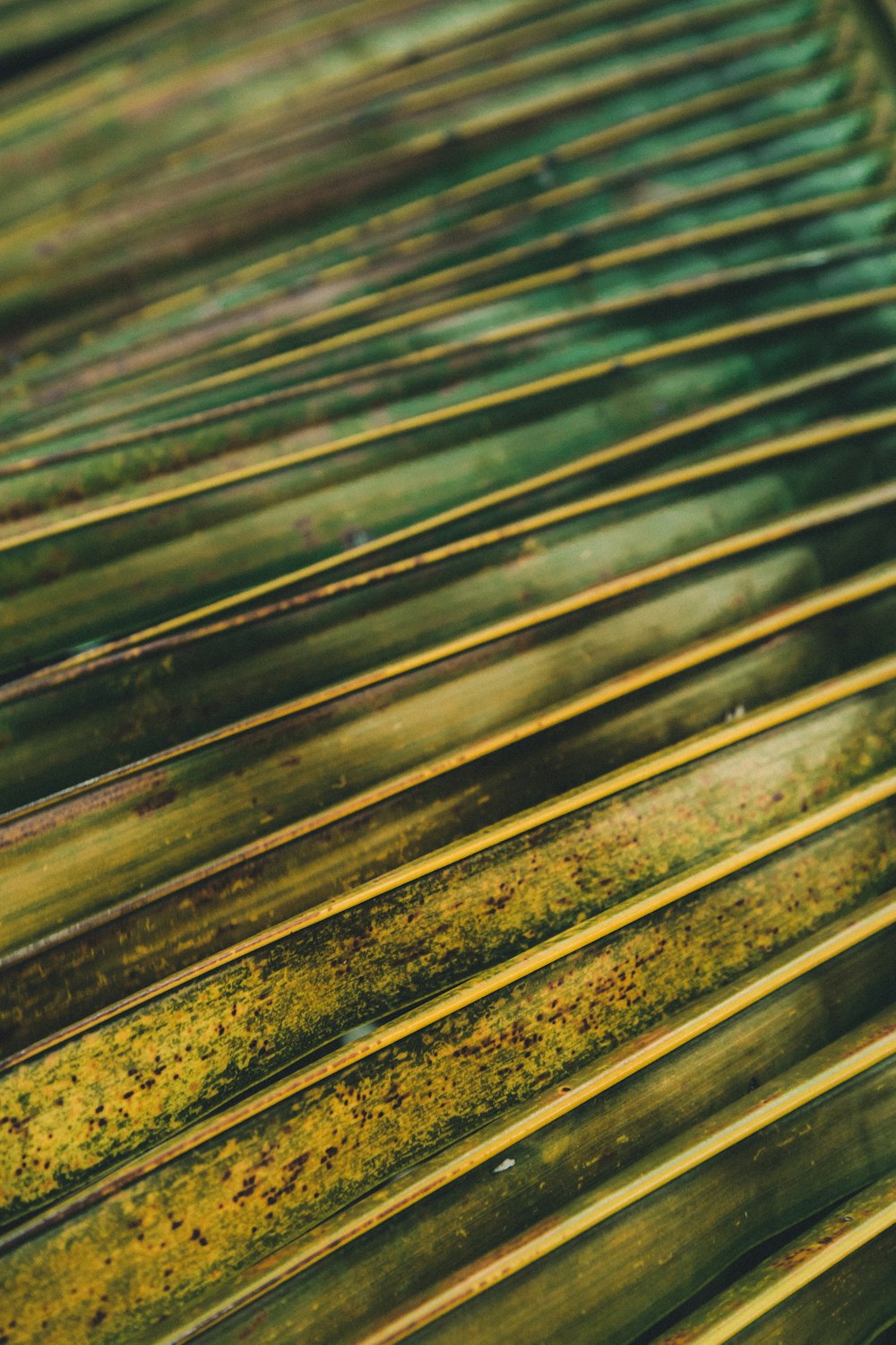 green fern leaf