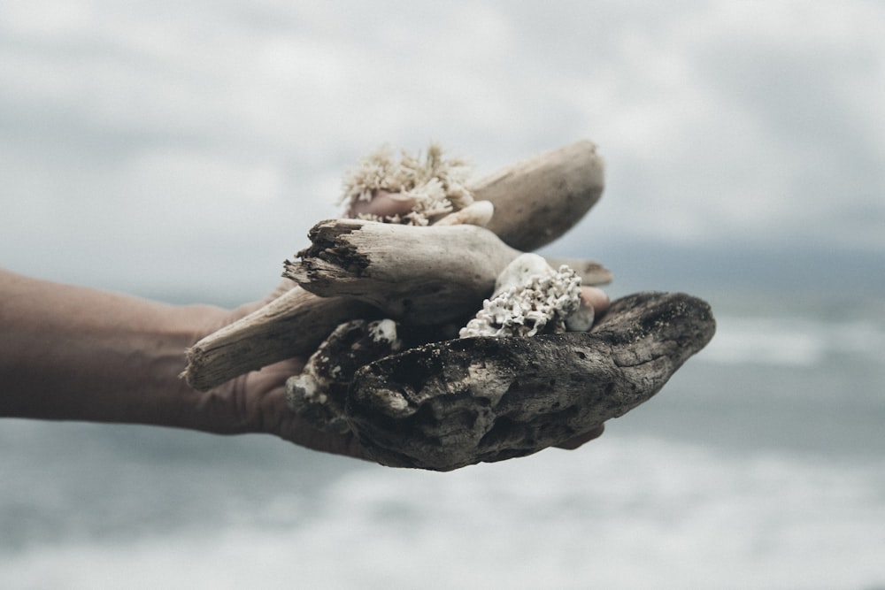 person holding drift woods in bokeh photography