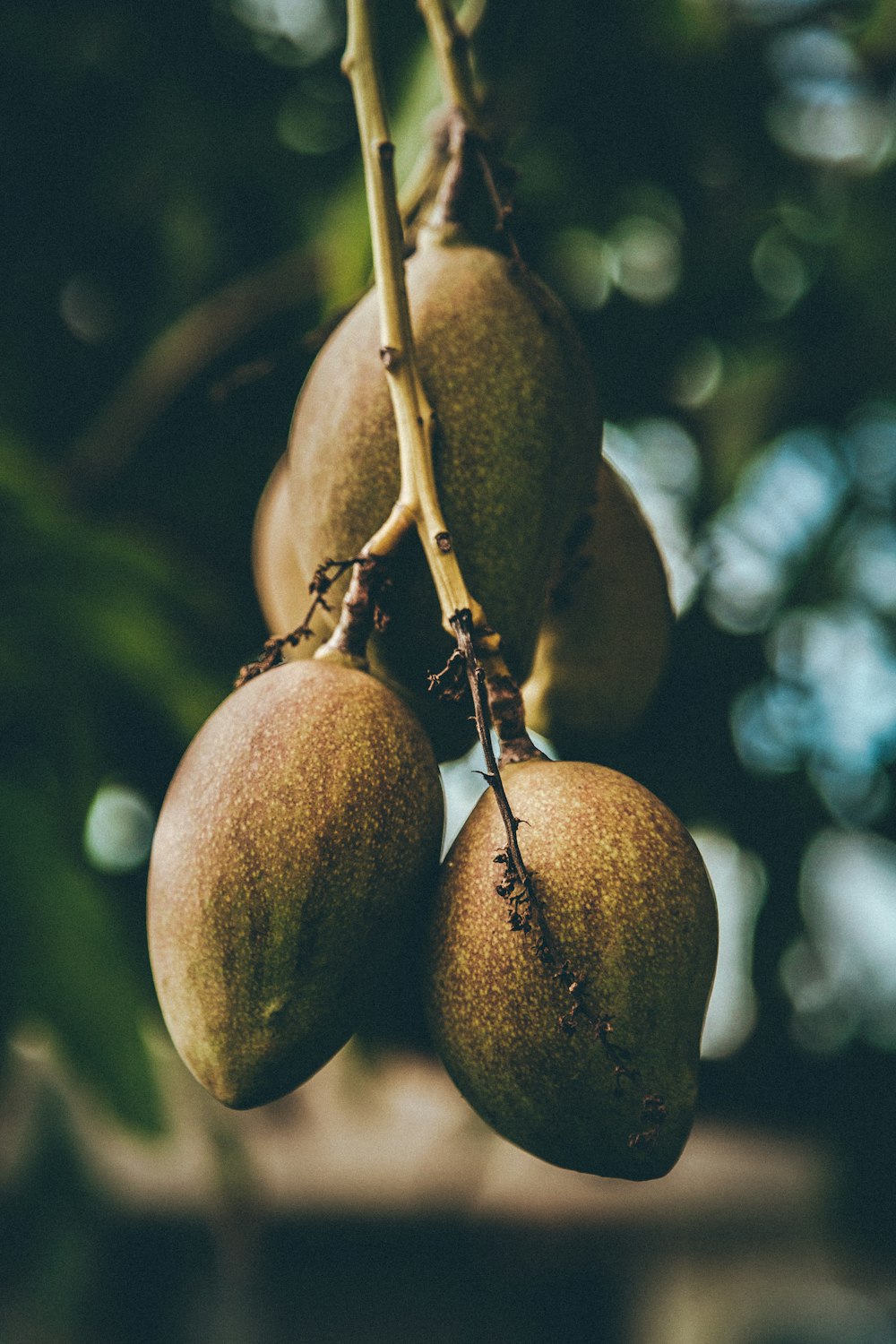 Fruits de la mangue
