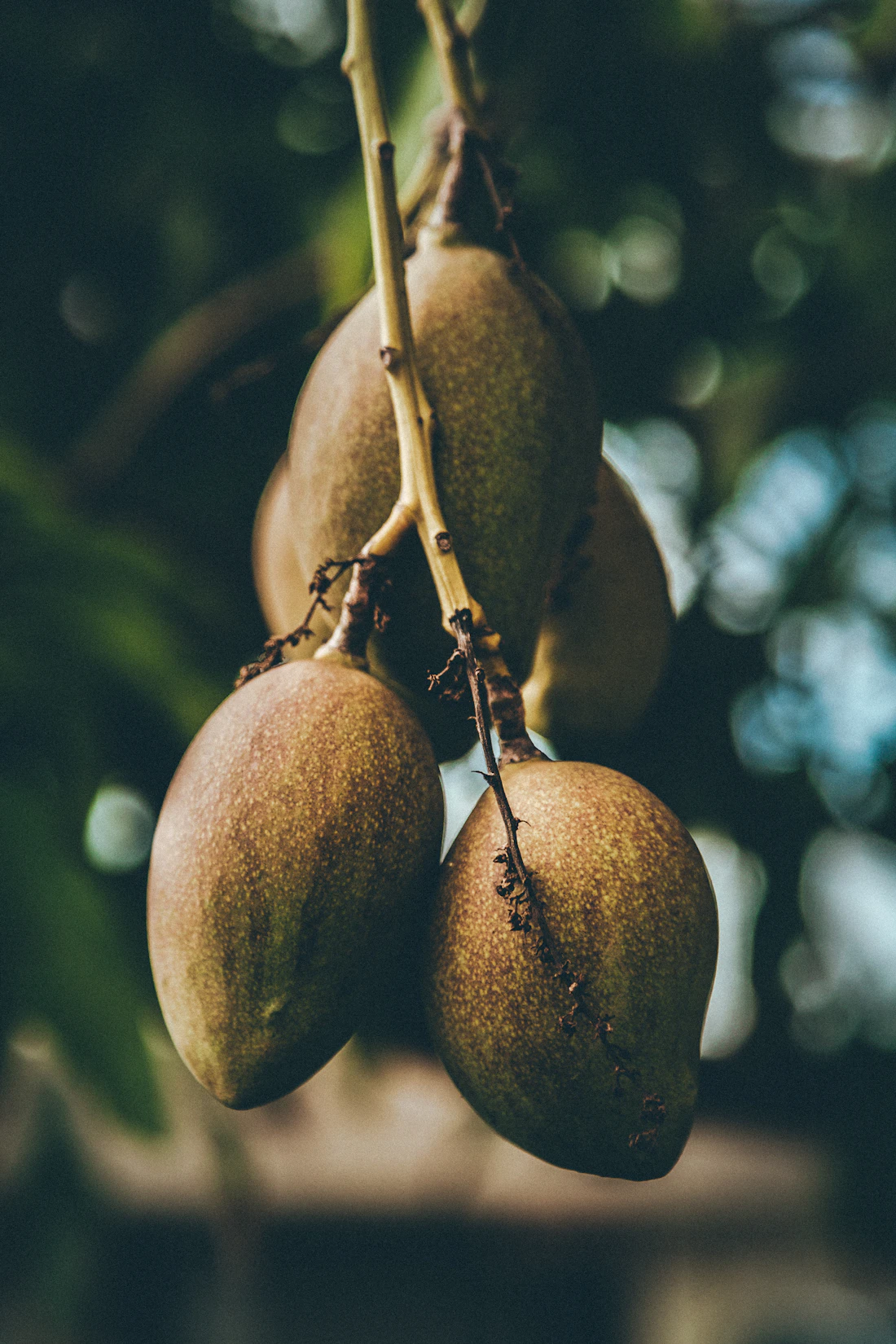 Mangos frescos recién cosechados