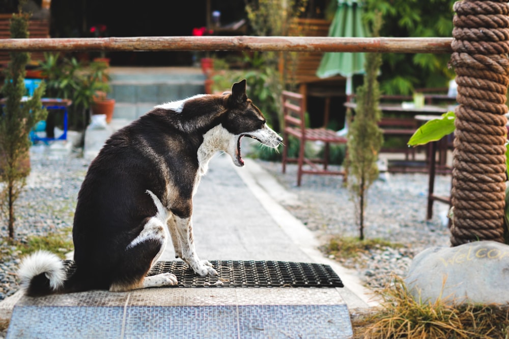 black and white dog yawning while sitting on black mat during daytime