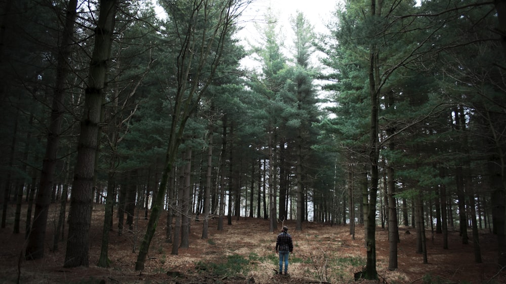 man standing surrounded with tall pine trees