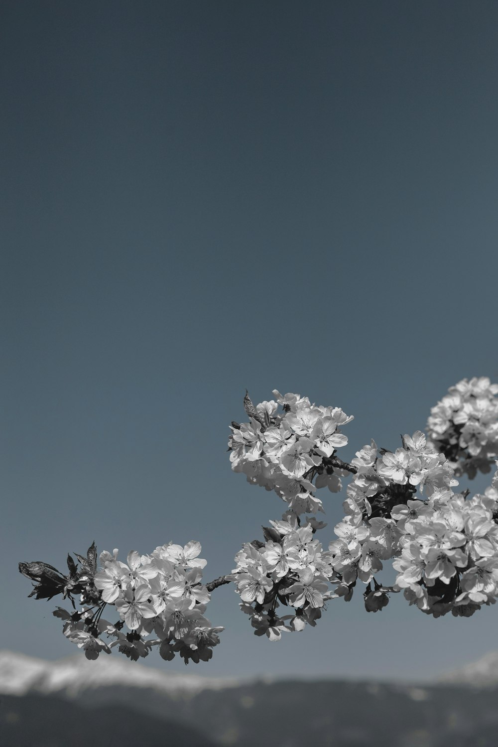 fotografia em tons de cinza da flor de pétalas