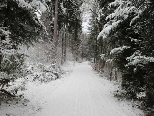 tree tunnel during winter season in Zürich Switzerland