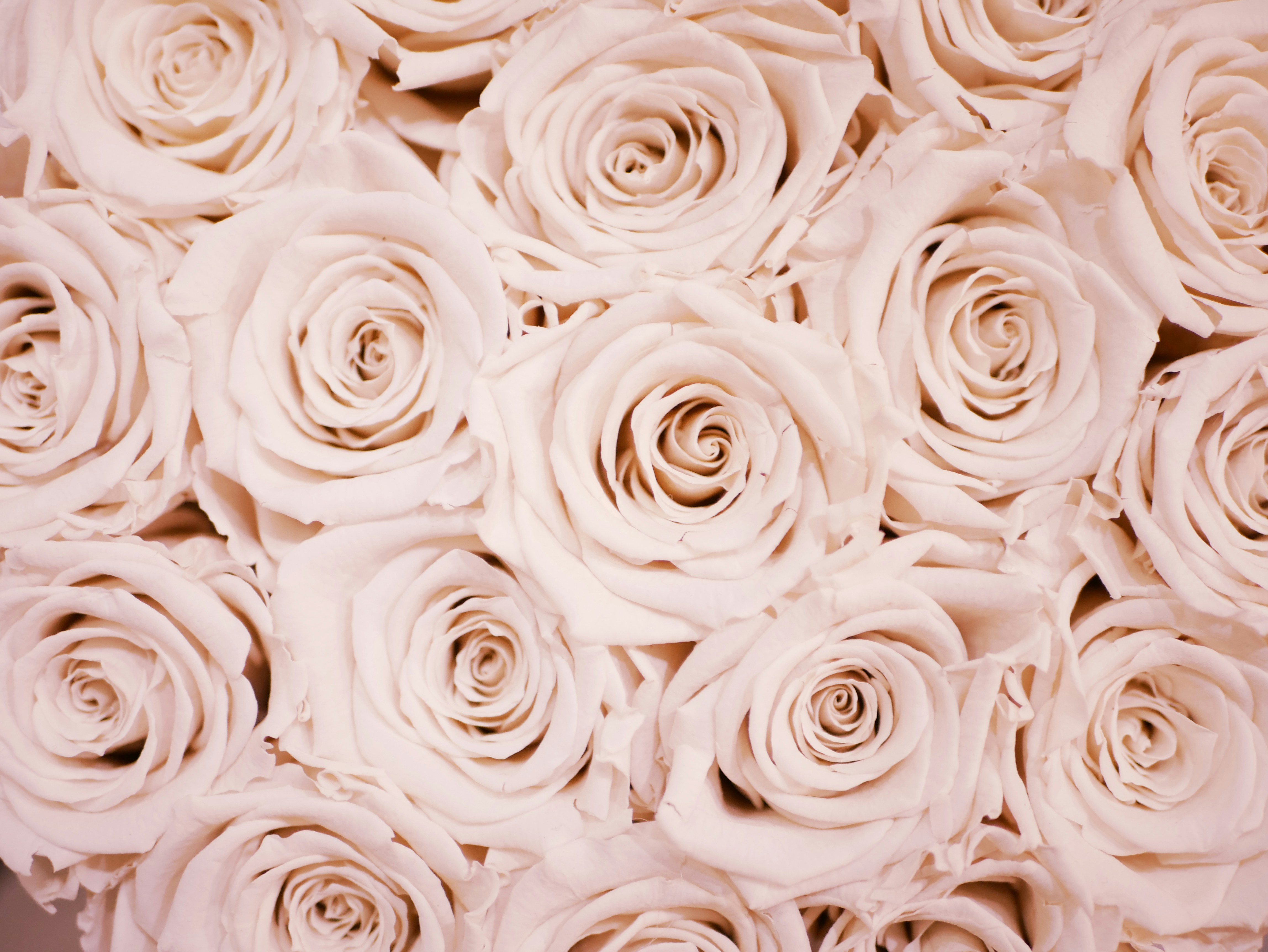rose gold flower wallpaper