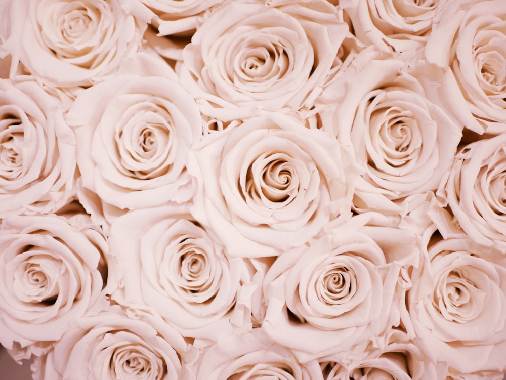 Rose Gold Wallpapers Free Hd Download 500 Hq Unsplash