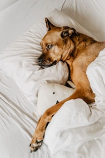 brown dog lying on the bed