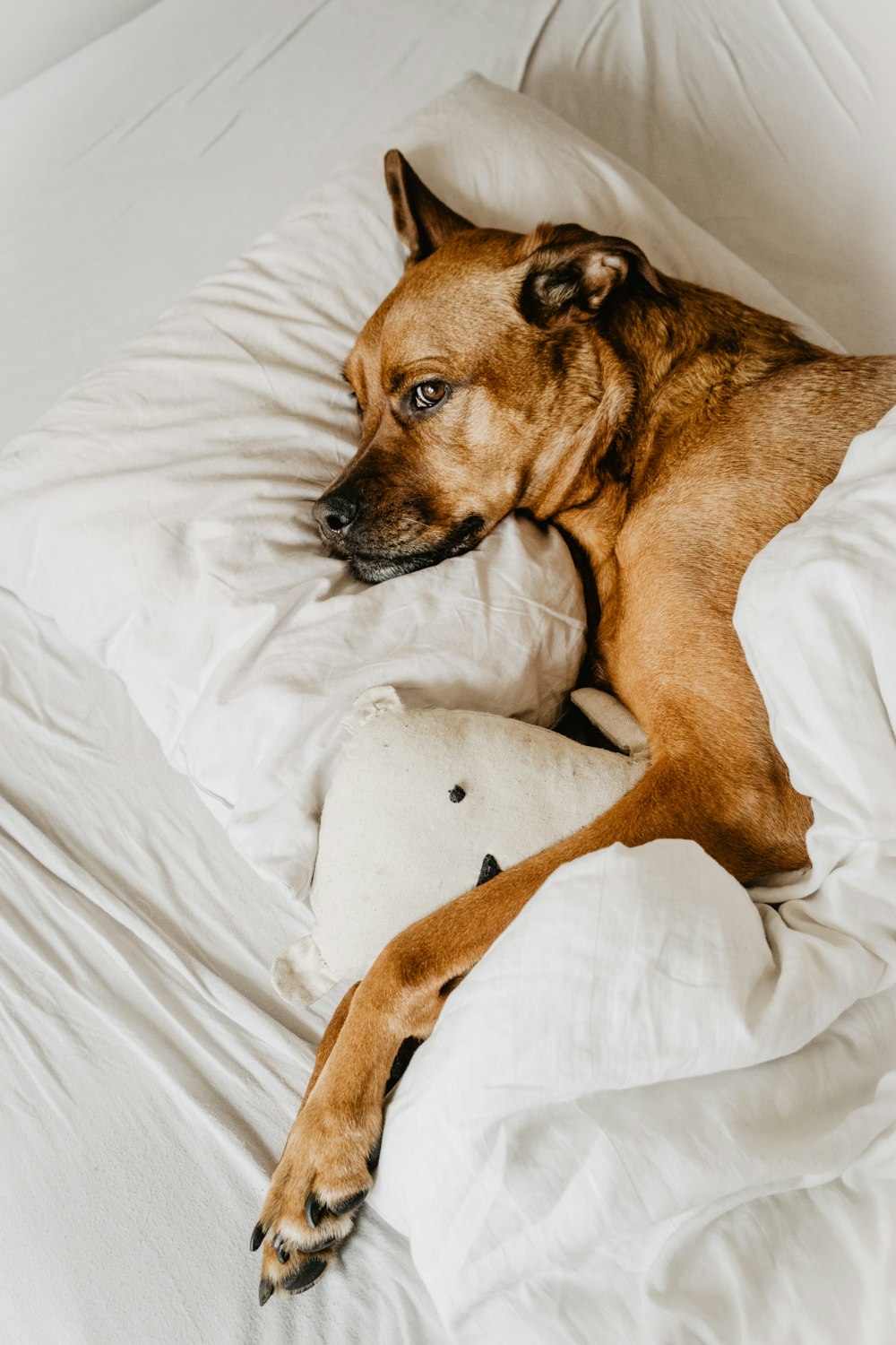 brauner Hund liegt auf dem Bett