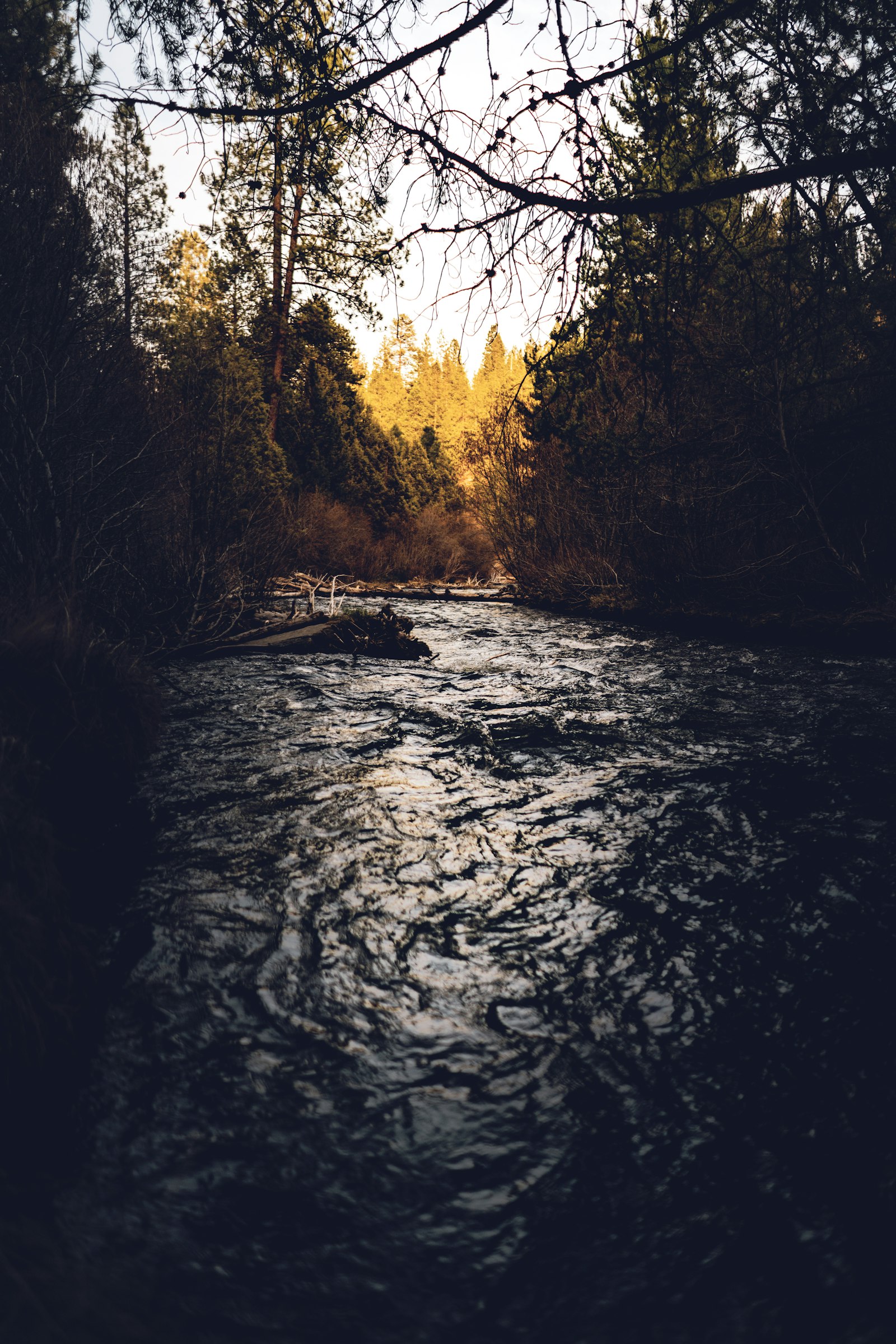 Sony a7R II + Sony FE 28mm F2 sample photo. Brown leafed trees photography