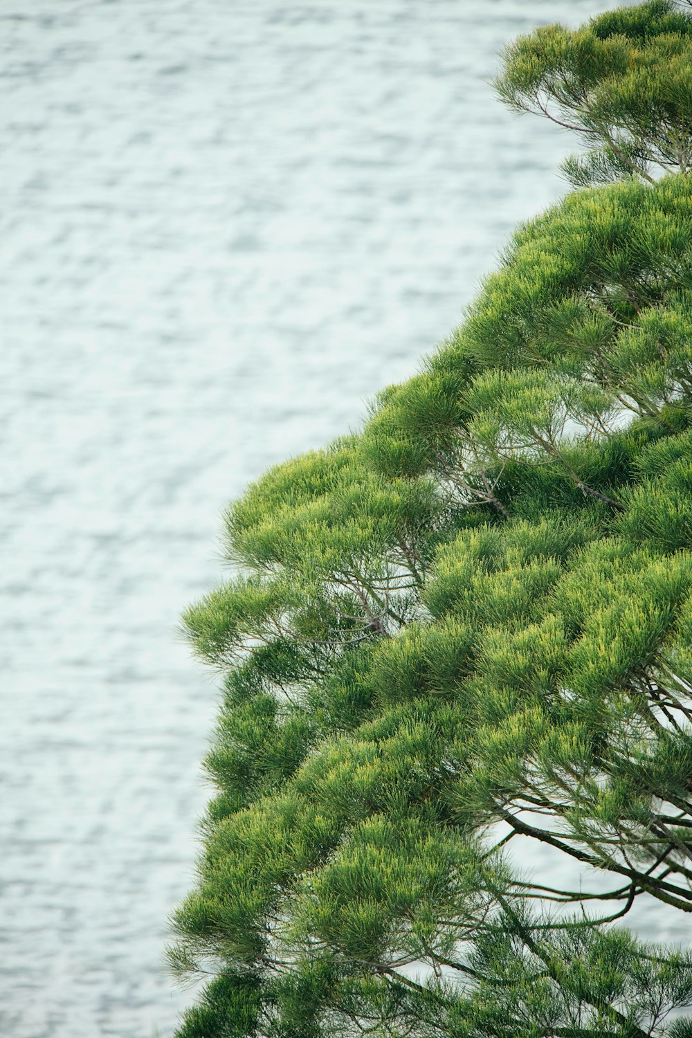 green trees