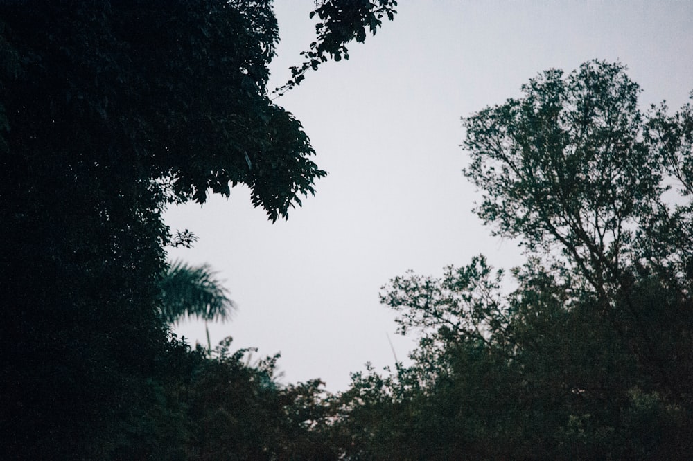 low-angle photography of trees