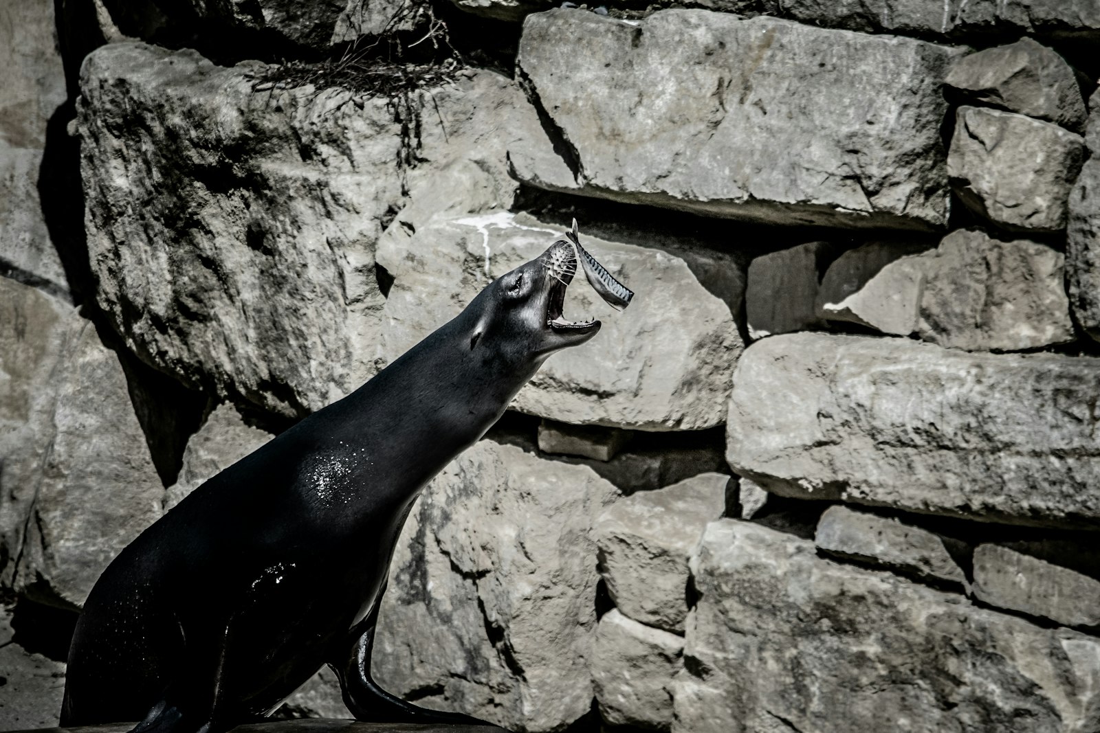 Nikon D7100 + Nikon AF-S DX Nikkor 55-300mm F4.5-5.6G ED VR sample photo. Sea lion about to photography