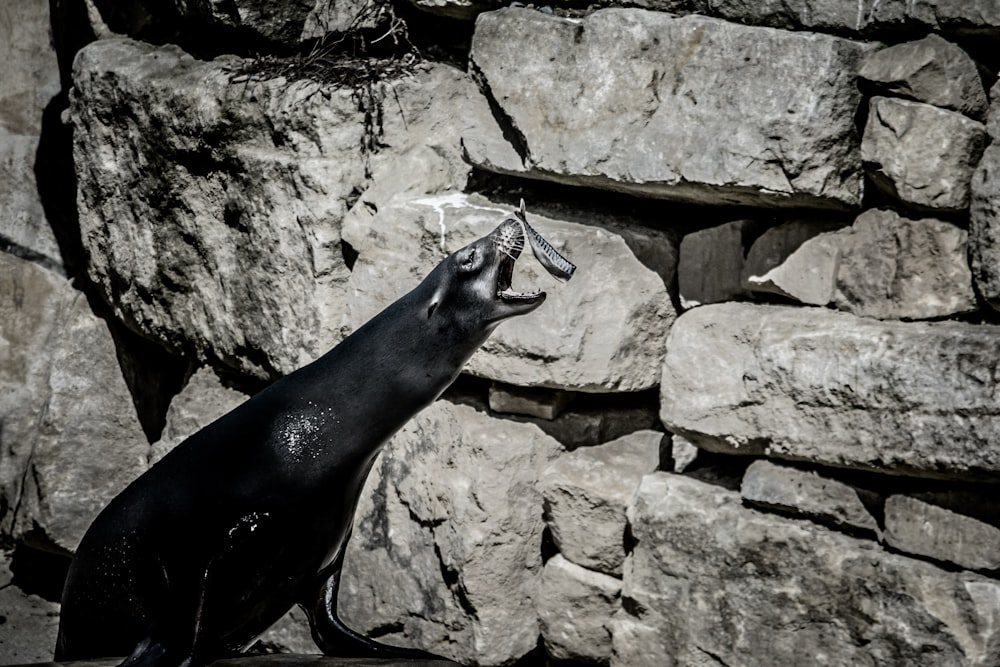 sea lion about to catch fish