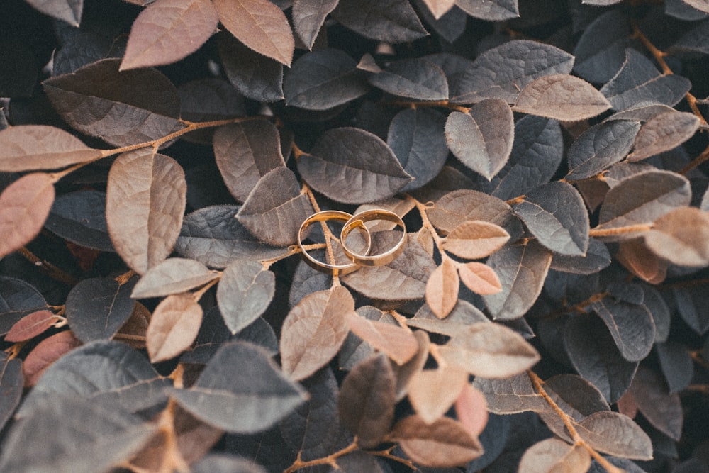 two gold rings on brown leaf