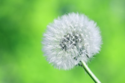 close-up photography of white dandelion gentle zoom background